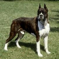 Boxer (dog breed)