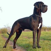 Great Dane (dog breed)