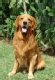 golden_retriever_2012_09_04_06_12_12.jpg