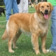 golden_retriever_2012_09_04_06_12_22.jpg