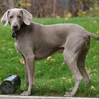 Weimaraner
