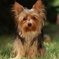 Yorkshire Terrier