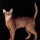 Gato Abisinio