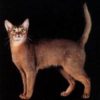 Gato Abisinio