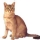 Gato Asi�tico Humo (Atigrado)