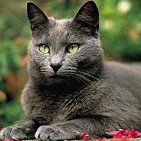 Gato Azul Ruso