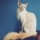 Gato Balin�s