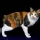 Gato Bobtail Japon�s