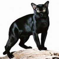 Gato Bombay