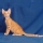 Gato Brasile�o de Pelo Corto