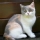 Gato British shorthair