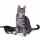 Gato California Spangled Cat