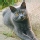 Gato Cartujo (Chartreux)