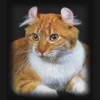 Gato Curl Americano