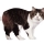 Gato Cymric