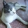Gato Dom�stico Com�n (Mestizo)