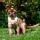 Gato Burm�s