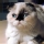 Gato Fold Escoc�s