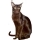 Gato Habana brown