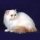 Gato Himalayo