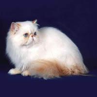 Gato Himalayo