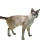 Gato Javan�s