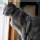 Gato Korat