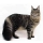 Gato Maine Coon