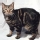 Gato Manx