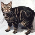 Gato Manx