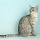 Gato Mau Egipcio