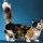 Gato Munchkin