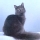Gato Nebelung