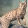 Gato Ocicat