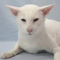 Gato Oriental