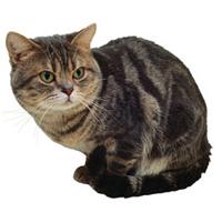 Gato Pelicorto Americano