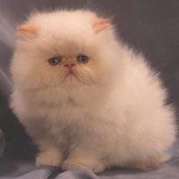 Persian Cat