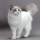 Gato Ragdoll