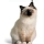 Gato Sagrado de Birmania