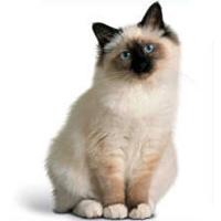 Gato Sagrado de Birmania