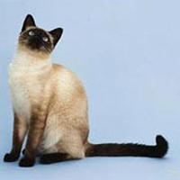 Gato Siam�s