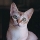 Gato Singapur