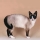 Gato Snowshoe