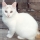 Gato Turkish Van