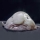 Blobfish