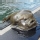 Lumpfish