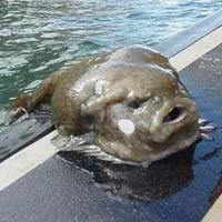 Lumpfish