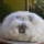 Conejo de angora