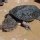 Tortuga matamata
