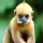 Langur de Francois